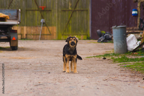 A young brown-black dog, a mongrel in the yard of a rural farm, barks and defends the property
