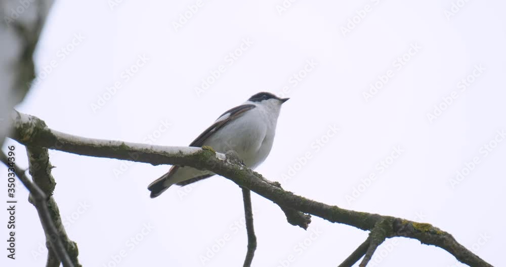 White wagtail or Motacilla alba sing on the tree 4K UHD White wagtail or Motacilla alba sing on the tree 4K UHD