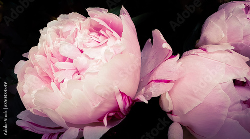 Fototapeta Naklejka Na Ścianę i Meble -  Pink peony petals floral flower closeup
