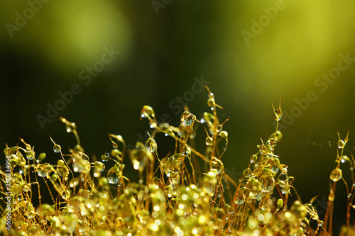 Close up haircap moss with water drops the rain photo