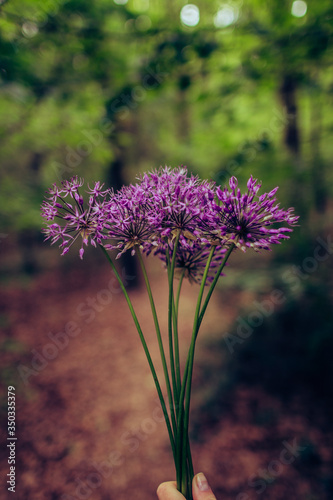 Bouquet of purple wild flowers on a forest background