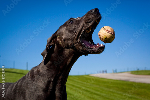 portrait of a dog catching a baseball in mid air