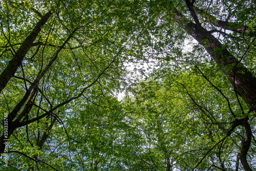 Trees in The Forest