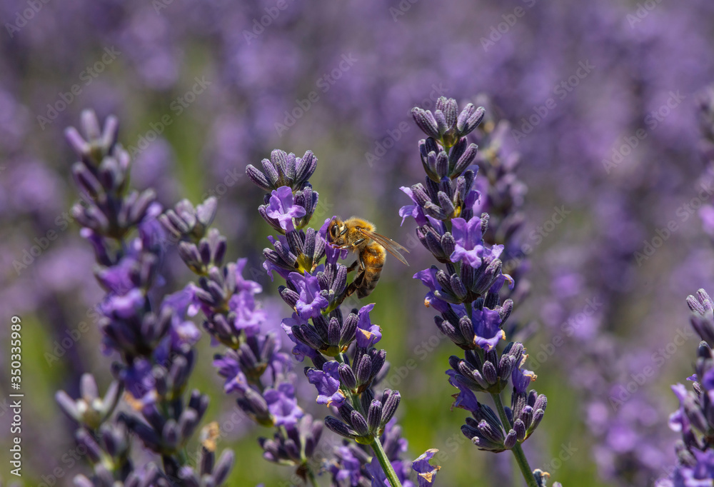 Close up purple lavender flowers Close up purple lavender flowers