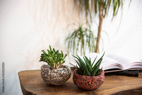 cactus and succulent on a table with books 