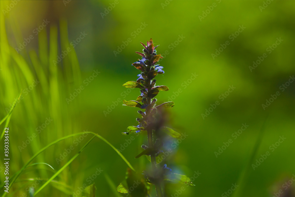 Lamium purpureum, red dead-nettle, purple dead-nettle, purple archangel, herbaceous flowering plant, growing in the forest macro, flower, closeup, nature