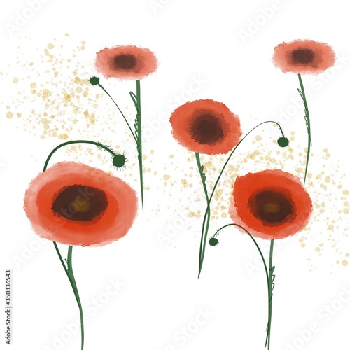 illustration of poppies on a white background. print on clothes. delicate flowers poppies