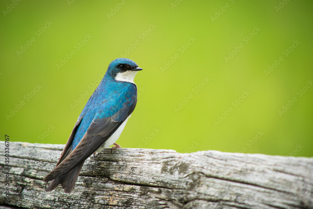 Obraz premium Tree Swallow Bird 
