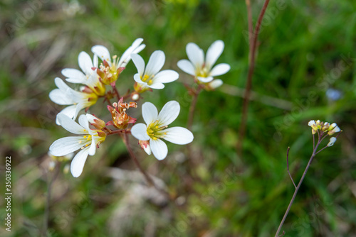 Fototapeta Naklejka Na Ścianę i Meble -  Meadow saxifrage flower (Saxifraga granulata), macro image of Beautiful White flower.