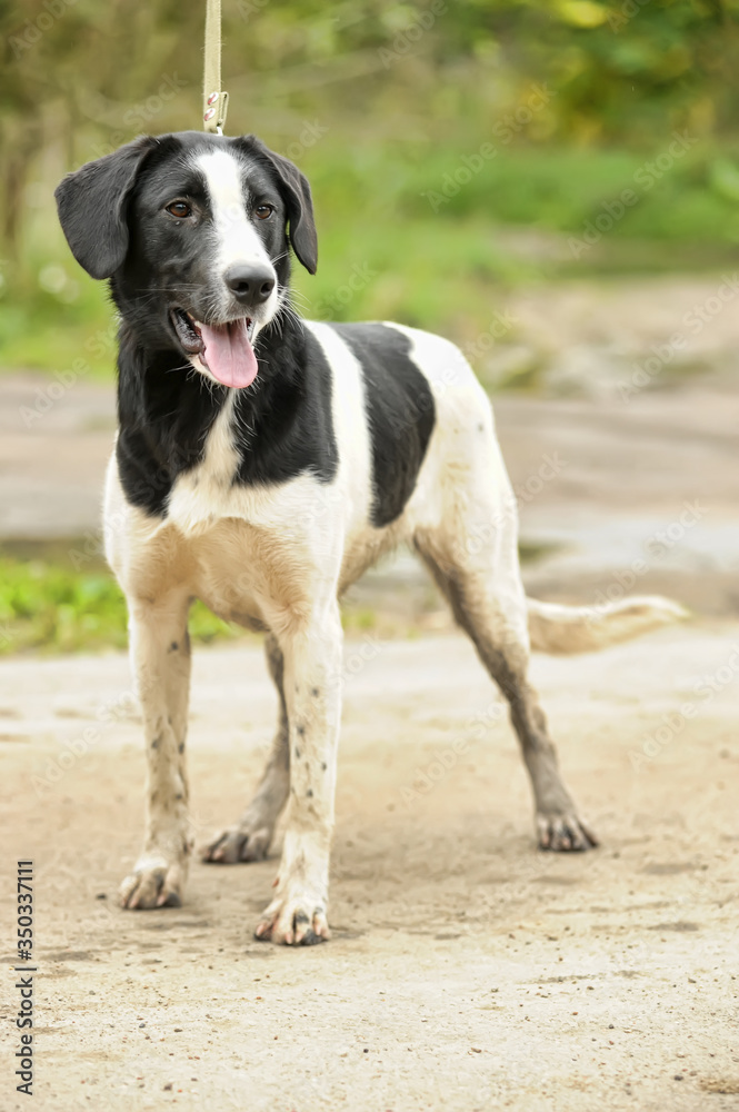 black and white spotted dog mestizo