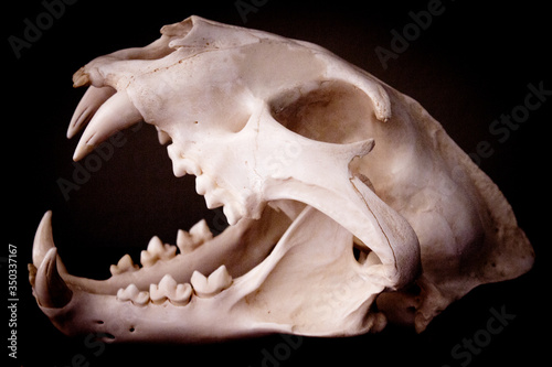 Dead mammal animal skull