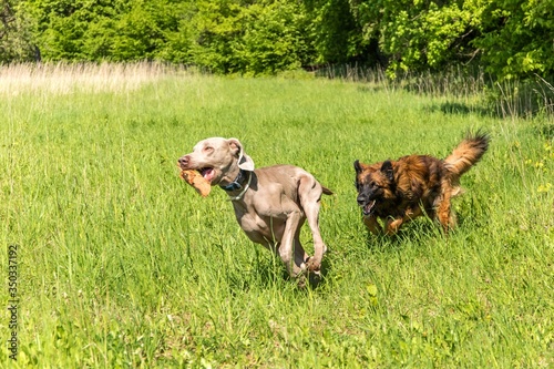 Fototapeta Naklejka Na Ścianę i Meble -  Happy dogs having fun in a meadow. Weimaraner and sheepdog are running on a green field. Healthy and happy dogs.