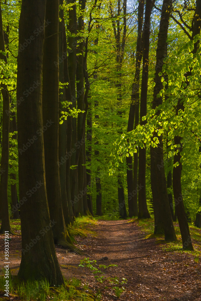 Fototapeta premium Forest landscape, trees, park, forest, greenery, view, nature