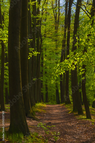 Forest landscape  trees  park  forest  greenery  view  nature