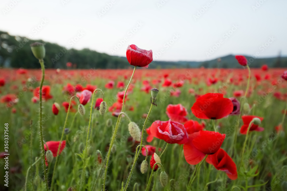 Field of red poppies in bright evening light