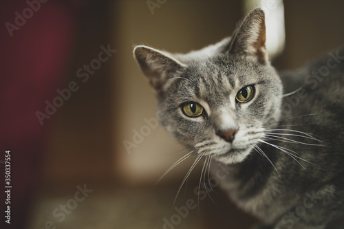 A Gray Cat © PKPhotos