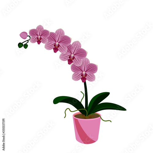 Pink orchid phalaenopsis exotic tropical flower in the pot  isolated on white background vector illustration.
