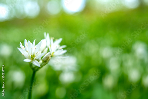 Ramsons flower (Allium ursinum), a Beautiful Springtime flower covering forestbed (also known as buckrams, wild garlic, broad-leaved garlic, wood garlic or bear's garlic).
