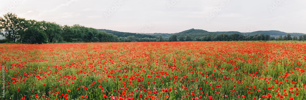 Landscape with nice sunset over poppy field - panorama