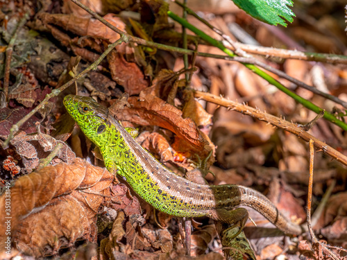 Eine Zaueneideche (Lacerta agilis) mit der für Männchen typischen grün, braunen Färbung auf einem Waldboden