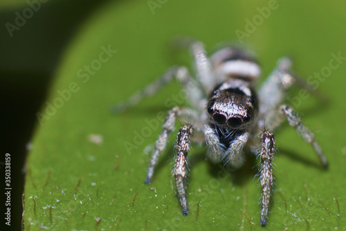 Jumping spider on a leaf