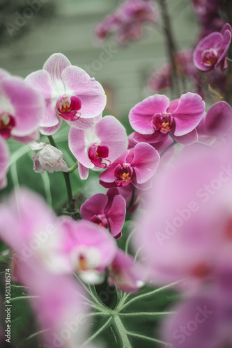 pink flowers