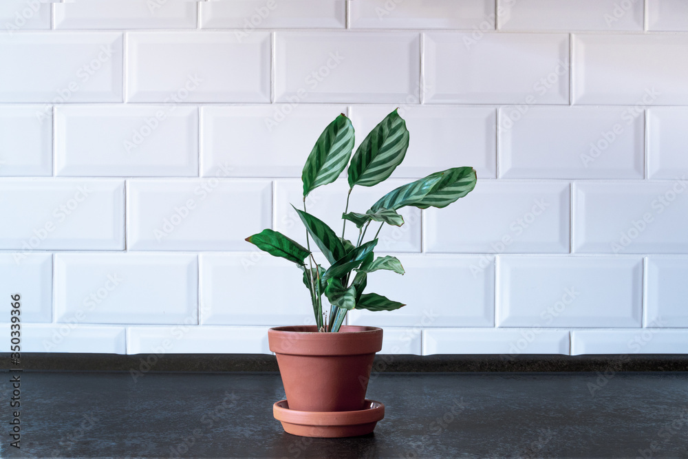 Plant in a terracotta pot,
simple background. With place for your text. Plant in a terracotta pot,
simple background. With place for your text.