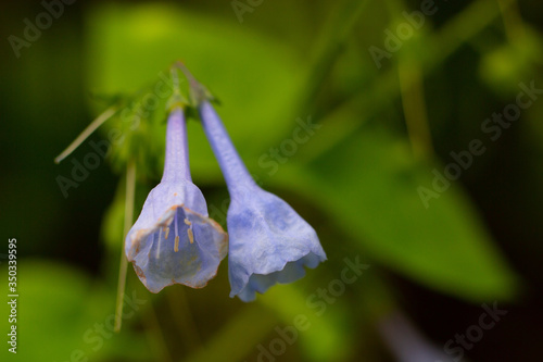 Faded Virginia Blue Bells. photo