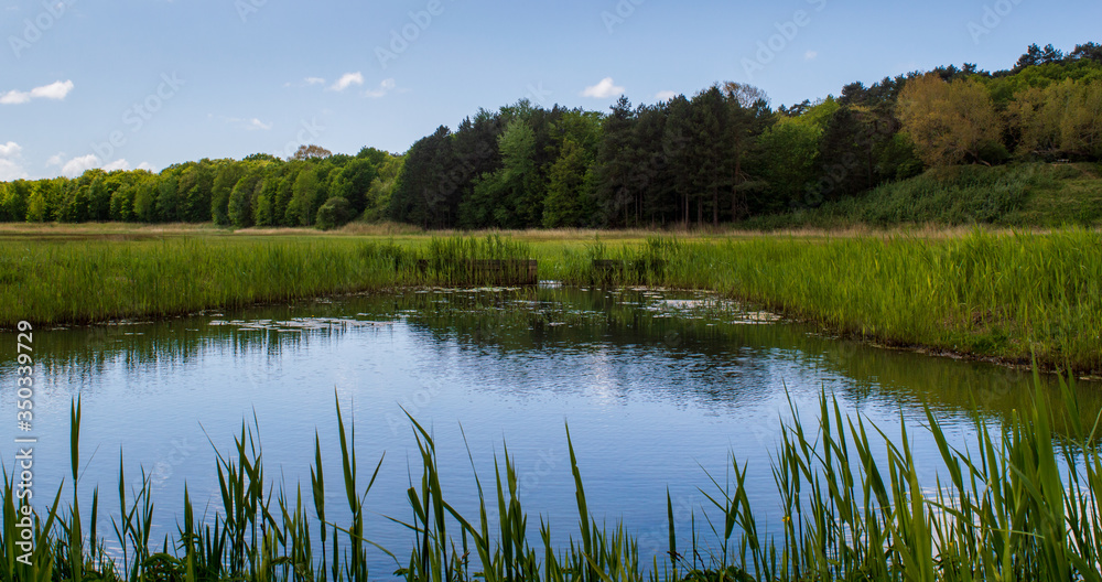 Little body of water in the Kennermerduinen on a sunny summer day