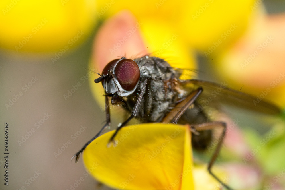 una mosca in primo piano appoggiata su un bel fiore giallo, la mattina presto una mosca in primo piano appoggiata su un bel fiore giallo, la mattina presto