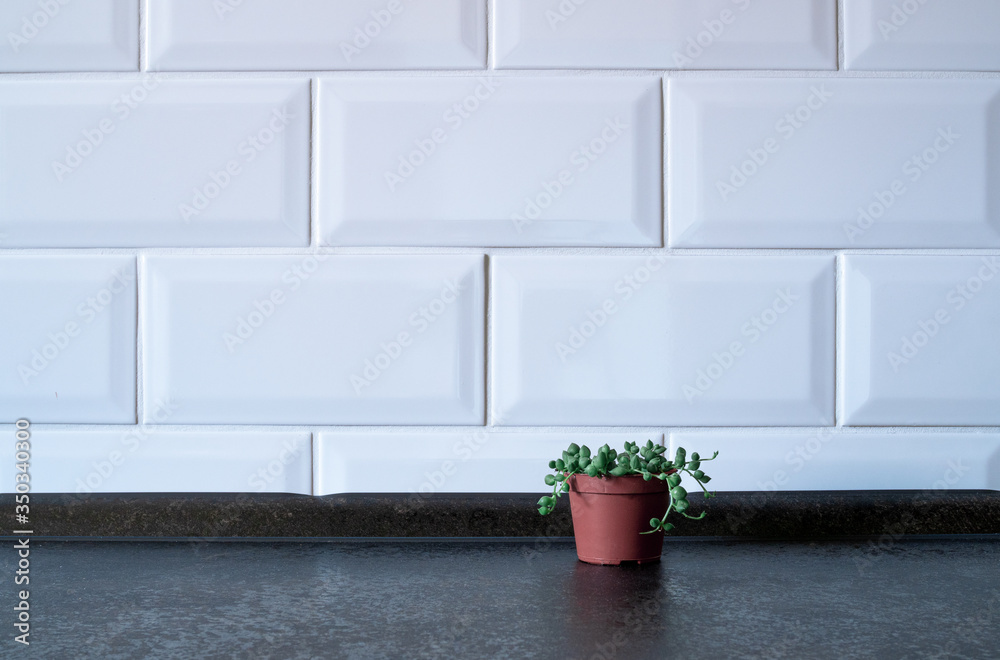Plant in a terracotta pot,
simple background. With place for your text. Plant in a terracotta pot,
simple background. With place for your text.