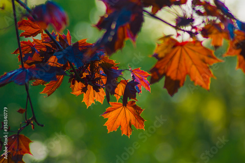 Red maple leaves  autumn  nature  plant