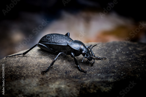 black beetle on a black background © Dmytro