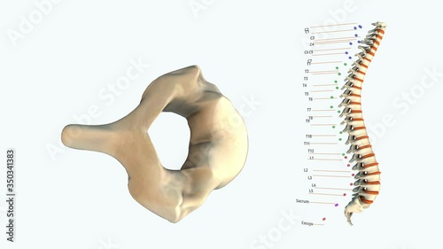 The human spinal column - C3 - 3D model animation on a white background photo