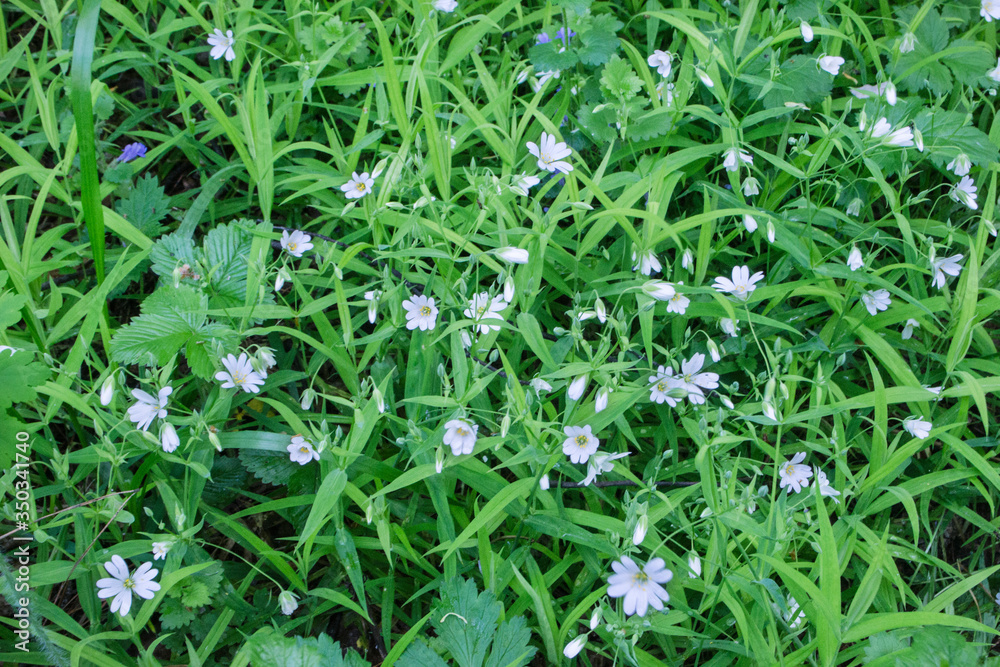 small white flowers on a green grass background, natural background with green color small white flowers on a green grass background, natural background with green color