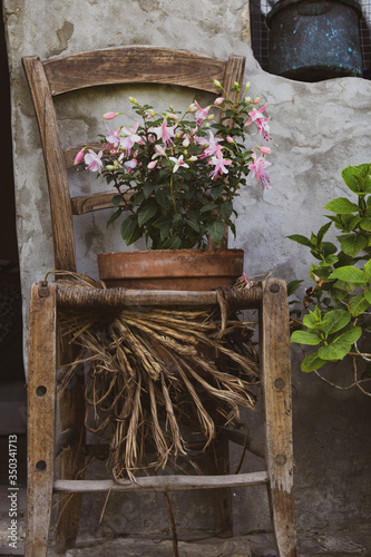 Typical italian country house details. A terracotta vase with a shadow dancer olant with pink flowers nested in an old broken wooden straw chair. Vintage creative and gardening recycle. photo