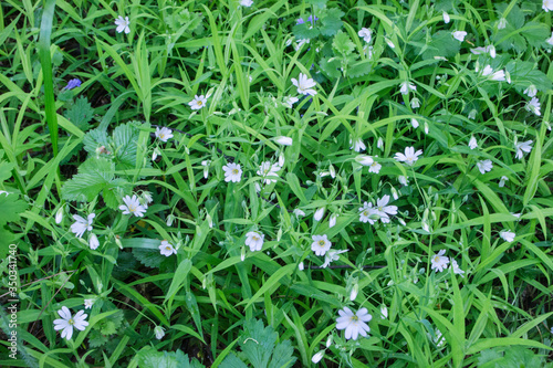 small white flowers on a green grass background, natural background with green color