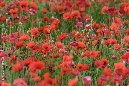 field of red poppies © Andrei