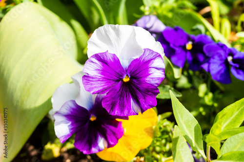 White and purple 2 colour Large-Flowered Pansy Viola x wittrockiana flowes photo