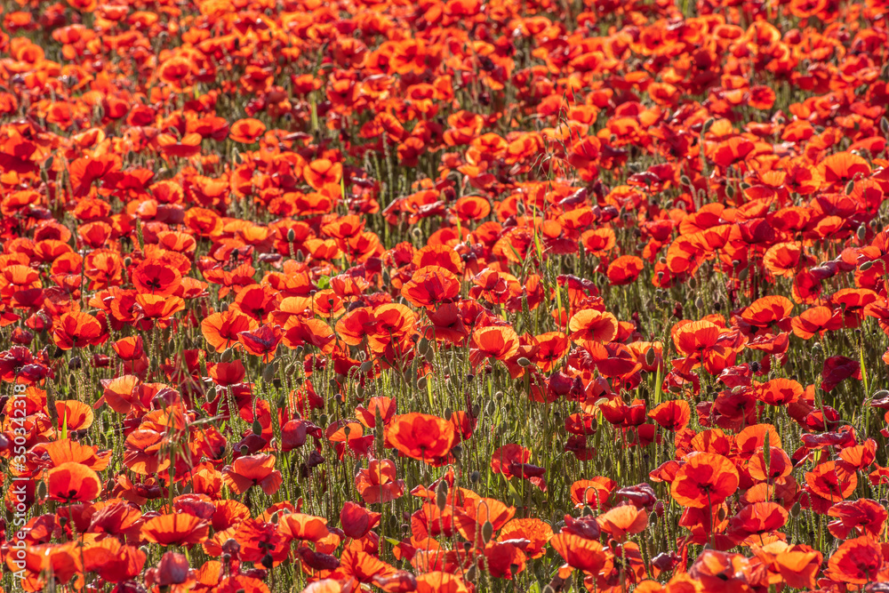 field of poppies
