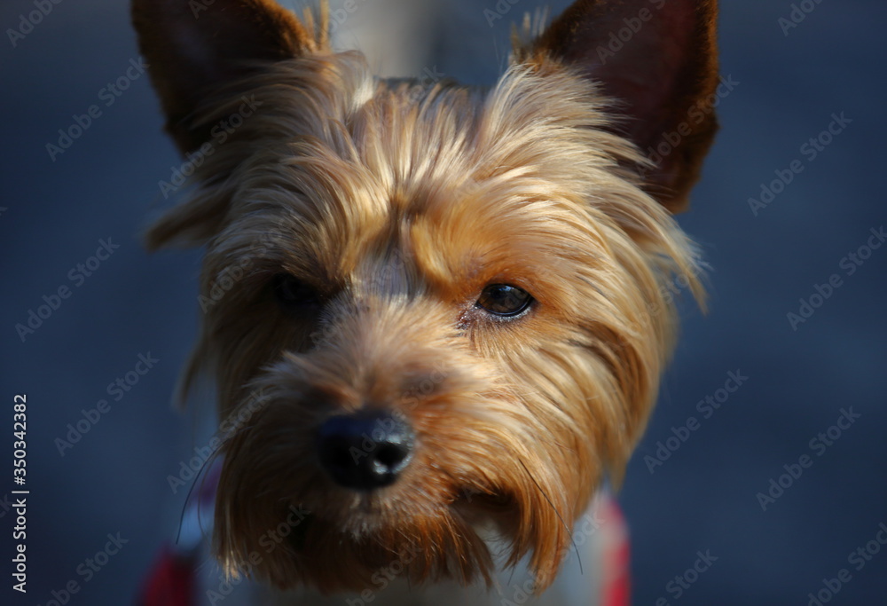 Fototapeta premium yorkshire terrier puppy