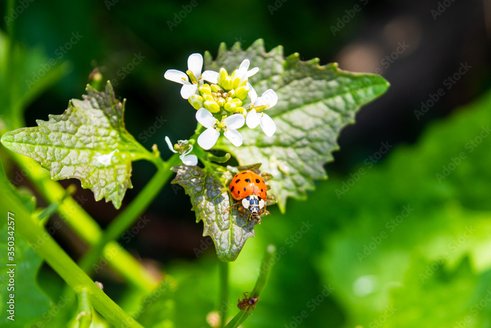 An adult harlequin ladybird Harmonia axyridis on the leaf of a garlic mustard Alliaria petiolata plant An adult harlequin ladybird Harmonia axyridis on the leaf of a garlic mustard Alliaria petiolata plant