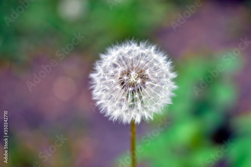 Macro photo of a dandelion close up in summer