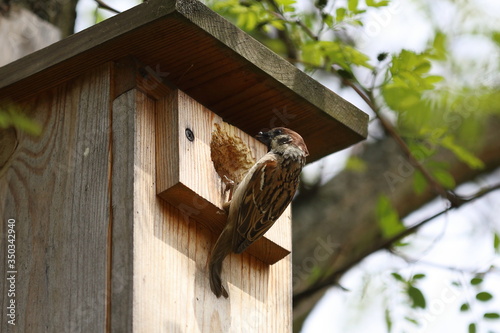 bird house on a tree, Bird at the feeder opening