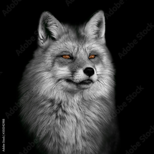 Portrait of a fox with thick fur on a contrasting black background in black and white format