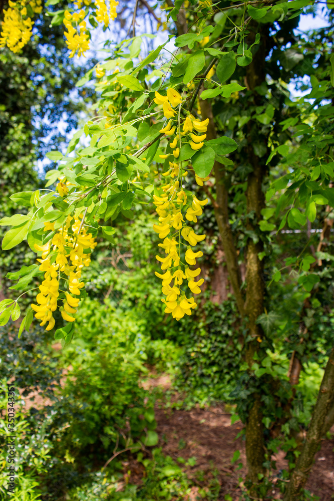 Pendulous dangling  racemes of yellow flowers of a Laburnum tree against a blurred background of trees and bushes
