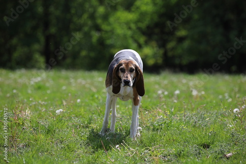 Konstfotografi beautiful purebred beagle, English Foxhound, portrait