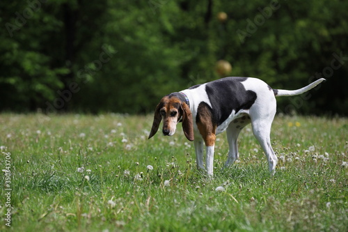 Konstfotografi beautiful purebred beagle, English Foxhound, portrait