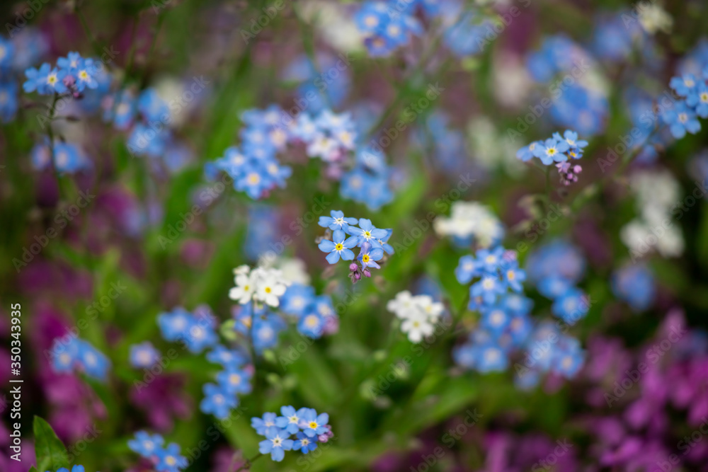 Spring background forget-me-not flowers. Spring background forget-me-not flowers.
