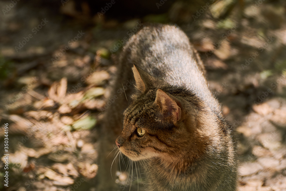 Wildcat (Felis silvestris) Wildcat (Felis silvestris)